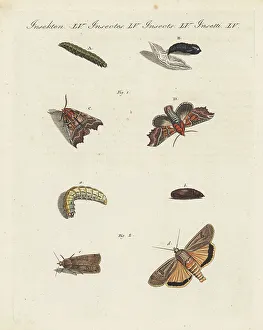 Chrysalis Prints: Herald moth and large yellow underwing