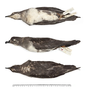 Images Dated 19th October 2010: Herald petrel, Pterodroma arminjoniana arminjoniana