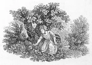 Gathering Collection: Herb Gathering 1797