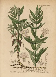 Herb of grace, Gratiola officinalis