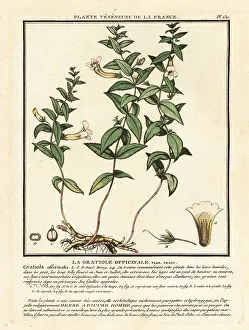 Colour Printing Prints: Herb of grace, Gratiola officinalis