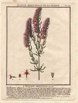 Hyssopus Officinalis