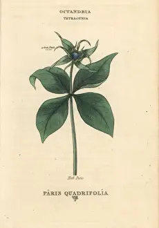 Herb Paris, Paris quadrifolia