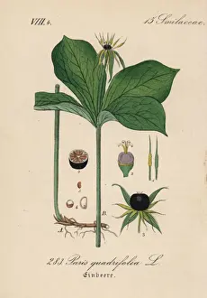 Herb Paris, Paris quadrifolia