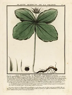 Colour Printing Prints: Herb-paris, Paris quadrifolia