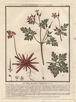 Herb Robert, Geranium robertianum