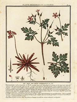 Colour Printing Prints: Herb-Robert, Geranium robertianum