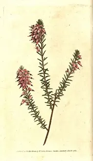 Heather Prints: Herbaceous heath, Erica herbacea