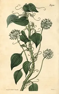 Herbaceous Prints: Herbaceous smilax, Smilax herbacea