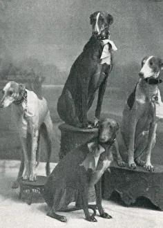 Images Dated 19th November 2020: Herberts Dogs at the Hippodrome