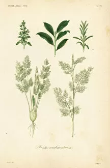 Officinalis Gallery: Herbs, plantes condimentaires
