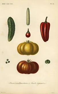 Cress Collection: Herbs and vegetables, plantes condimentaires