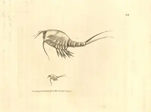 Elford Prints: Herbstian neballa, Nebalia herbstii
