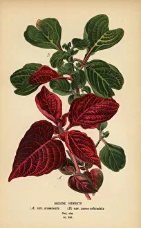 Images Dated 14th May 2019: Herbsts bloodleaf varieties, Iresine herbstii