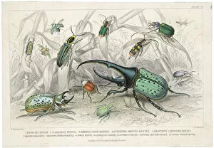 Beetles Collection: Hercules Beetle Etc