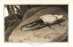 Hercules beetle, Dynastes hercules, perched on a rock