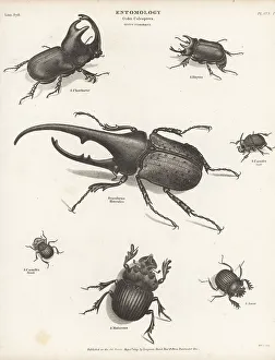 1809 Prints: Hercules, rhinoceros, dung, and scarab beetles