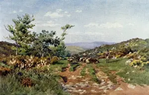 Farms Prints: Herd boy and flock - Portugal