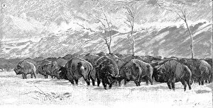 Blizzard Collection: Herd of Buffalo in a blizzard, 1887