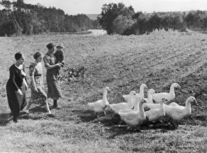 Herd of Geese