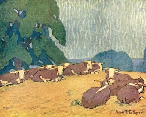 Grassy Collection: A Herd Of Herefords
