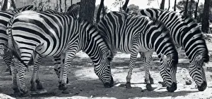 Equus Prints: Herd of zebra in a sunny, wooded area