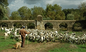 Images Dated 18th October 2006: Herder, goats and roman aqueduct. Valverde, near Evora. Port