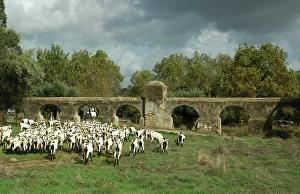 Images Dated 18th October 2006: Herder, goats and roman aqueduct. Valverde, near Evora. Port