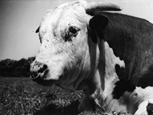 Horned Cow or Bull