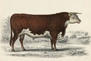 Images Dated 27th July 2012: A Hereford or Herefordshire Bull