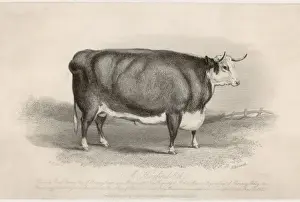 Hereford Ox