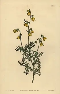 Tenuifolia Prints: Hermannia confusa