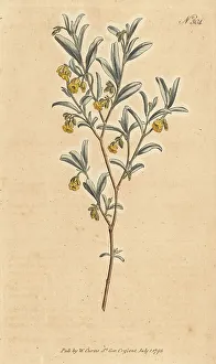 Hermannia lavandulifolia