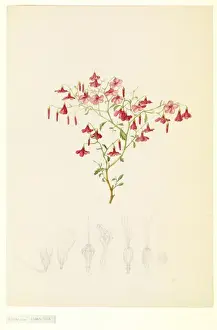 Hermannia sp