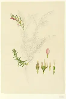 Hermannia sp