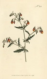 Nurseryman Prints: Hermannia species