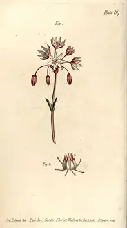 Capensis Prints: Hermaphrodite flower with seven pistilla