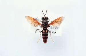Entomological Prints: Hermetia illucens, soldier fly