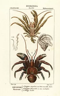 Dizionario Collection: Hermit crabs and coconut crab