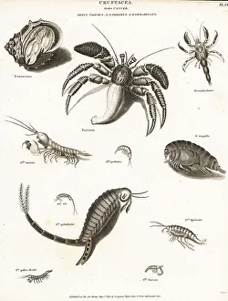 Shrimp Prints: Hermit crabs, mantis shrimp and amphipods