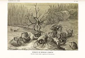 Edited Prints: Hermit crabs, Pagurus bernhardus, fighting over shells