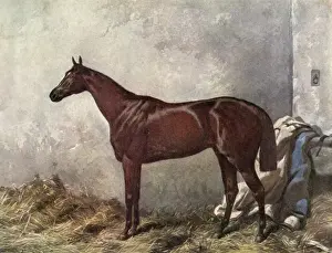 Hermit Prints: Hermit (Racehorse) 1867