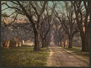 Savannah Prints: The Hermitage, Savannah