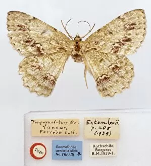 Forrest Gallery: Herochroma mansfieldi, moth