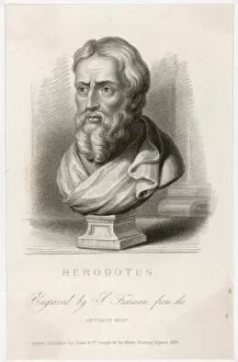 Bust Collection: Herodotus / Freeman / Bust