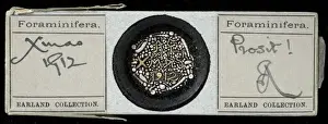 Heron- Allen microscope slides of foraminifera