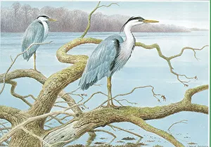 Herons
