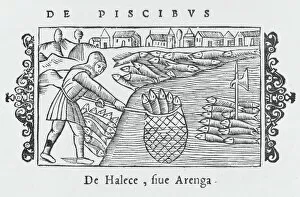 Haul Gallery: Herring Fishing 1555