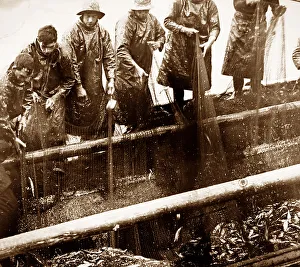 Herring fishing, Great Yarmouth