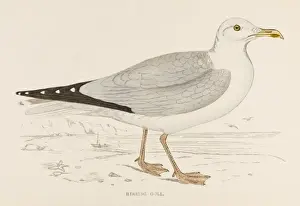 Herring Gull (Morris)